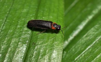 Luciola filiformis Olivier, 1913 紋胸黑翅螢