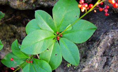 Talinum paniculatum (Jacq.) Gaertn. 土人參