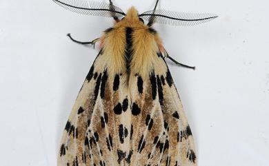 Eospilarctia neurographa (Hampson, 1909) 碎斑黃新污燈蛾