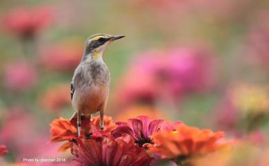 Motacilla tschutschensis taivana (Swinhoe, 1861) 東方黃鶺鴒(黃眉亞種)