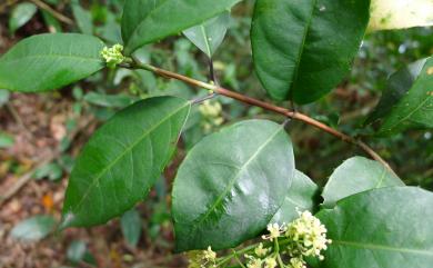 Hydrangea chinensis 華八仙