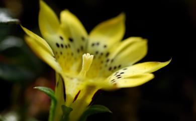 Gentiana scabrida var. punctulata S.S.Ying 黑斑龍膽