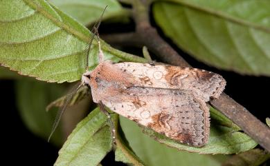 Diarsia carnipennis Chang, 1991 煙歹夜蛾