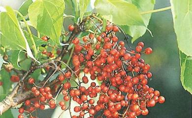 Idesia polycarpa Maxim. 山桐子