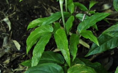 Arisaema grapsospadix Hayata 毛筆天南星