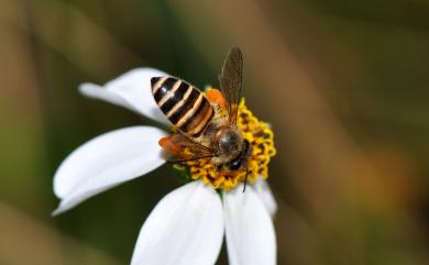 Apis cerana Fabricius, 1793 中華蜜蜂