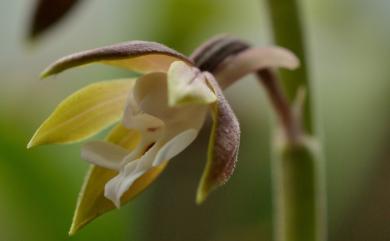 Calanthe graciliflora 細花根節蘭