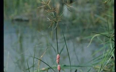 Cyperus rotundus L. 香附子