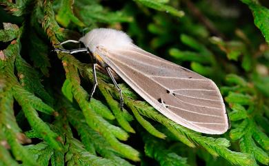 Creatonotos transiens koni Miyake, 1909 八點灰燈蛾