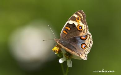 Junonia orithya Linnaeus, 1764 青眼蛺蝶