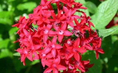 Pentas lanceolata 繁星花