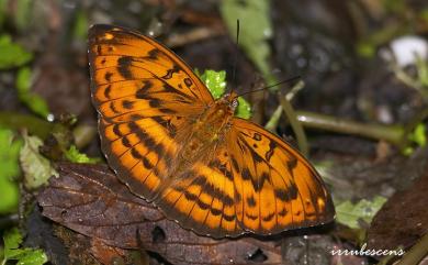 Abrota ganga formosana Fruhstorfer, 1908 瑙蛺蝶