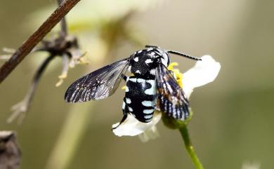 Thyreus decorus (Smith, 1852) 波琉璃紋花蜂