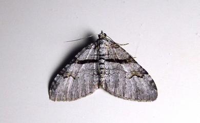 Xanthorhoe mediofascia (Wileman, 1915)