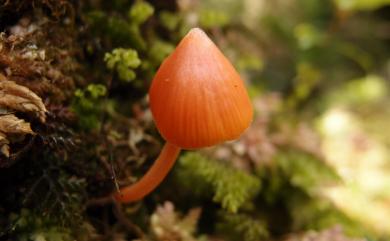 Entoloma quadratum 方孢粉褶菌