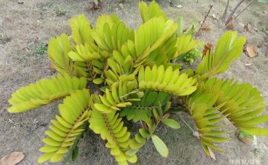 Zamia furfuracea L.f. ex Aiton 美葉蘇鐵