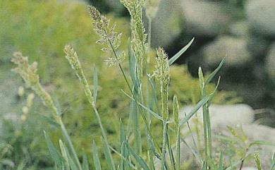 Polypogon fugax 棒頭草
