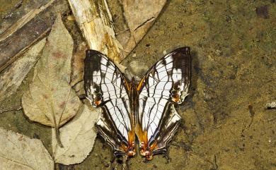 Cyrestis thyodamas formosana Fruhstorfer, 1898 網絲蛺蝶