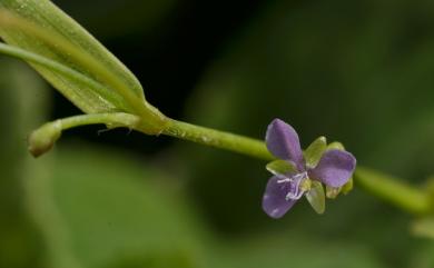 Murdannia spirata (L.) G. Brückn. 矮水竹葉