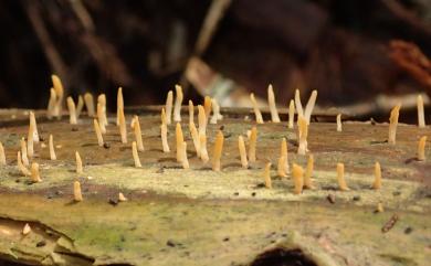 Calocera cornea (Batsch) Fr. 膠角耳