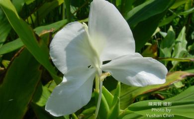 Hedychium coronarium 穗花山奈