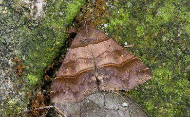 Bertula kosemponica (Strand, 1917) 甲仙擬胸鬚裳蛾