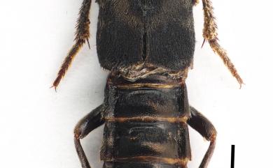 Nelmanwaslus ornatus Smetana, 2006 毛斑異點隱翅蟲