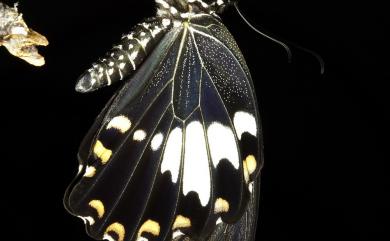 Papilio nephelus chaonulus Fruhstorfer, 1908 大白紋鳳蝶