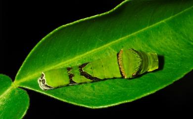 Papilio protenor protenor Cramer, 1775 黑鳳蝶