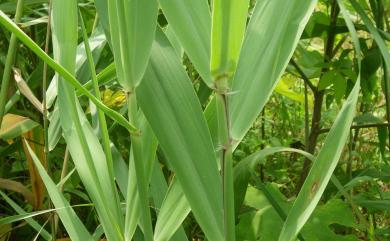 Phragmites australis (Cav.) Trin. ex Steud. 蘆葦