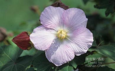 Hibiscus taiwanensis 山芙蓉