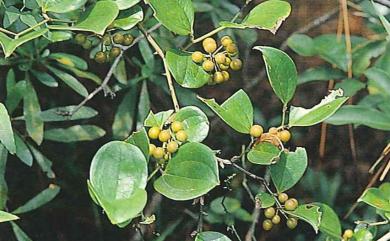 Smilax china L. 菝葜