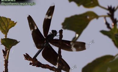 Rhyothemis regia regia (Brauer, 1867) 藍黑蜻蜓