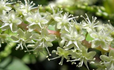 Anredera cordifolia (Ten.) Steenis 洋落葵