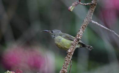 Aethopyga christinae latouchii (Slater, 1891) 叉尾太陽鳥