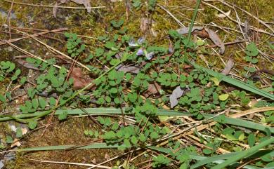 Astragalus nokoensis Sasaki 能高大山紫雲英