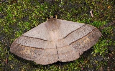Palirisa cervina formosana Matsumura, 1931 黑胸帶蛾