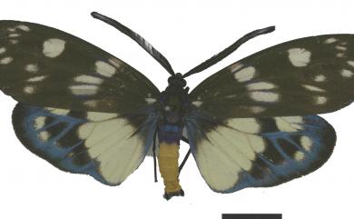 Eterusia aedea formosana Jordan, 1907 蓬萊茶斑蛾