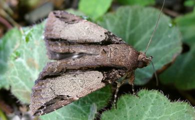 Ercheia cyllaria Cramer, 1782