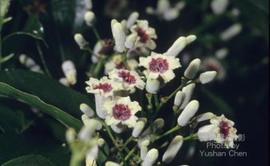 Paederia foetida L. 雞屎藤