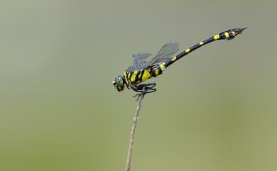 Ictinogomphus rapax (Rambur, 1842) 粗鉤春蜓