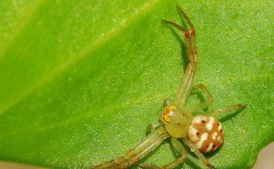 Diaea subdola O. Pickard-Cambridge, 1885 陷狩蛛