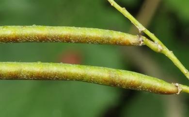 Indigofera galegoides 假大青藍