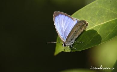 Acytolepis puspa myla (Fruhstorfer, 1909) 靛色琉灰蝶