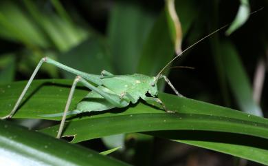 Mecopoda elongata (Linnaeus, 1758) 臺灣騷斯