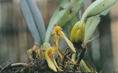 Bulbophyllum omerandrum 毛藥捲瓣蘭