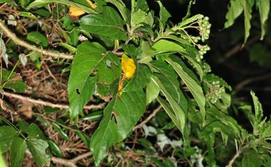 Cordia aspera subsp. kanehirae 金平氏破布子