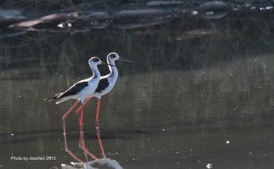 Himantopus himantopus (Linnaeus, 1758) 高蹺鴴