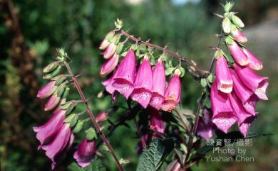 Digitalis purpurea L. 毛地黃