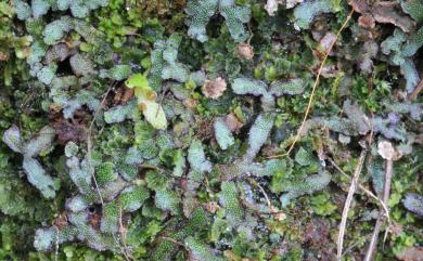 Marchantia formosana 臺灣地錢